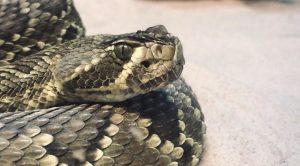 Warm weather brings out the cold-blooded