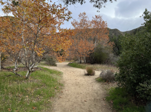 The many wonders of Placerita Canyon
