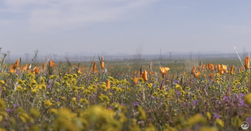 California sees a Super bloom after heavy rain