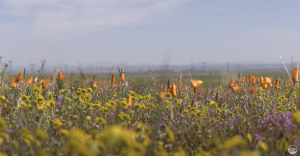California sees a Super bloom after heavy rain