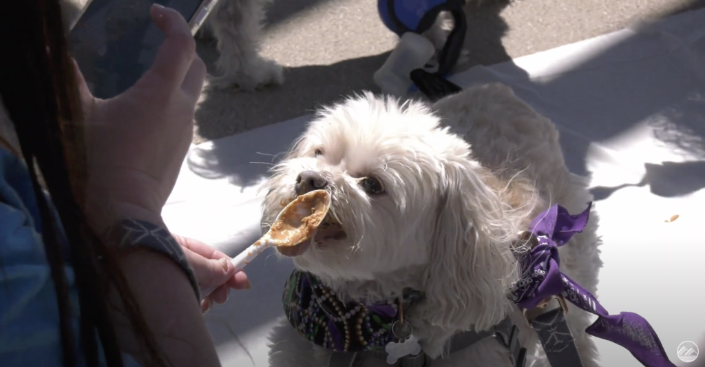 A fun event for your Santa Clarita dogs