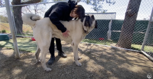 Owner of Doggie Hotel opening her business to the Santa Clarita Valley