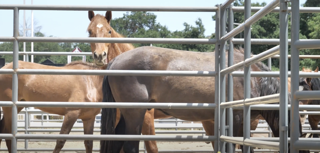 Jack Bones Equestrian Center hosts inaugural Castaic Horse and Burro Auction 