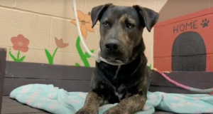 The Castaic Animal Center is Working to Keep Dogs Healthy Despite Outbreak