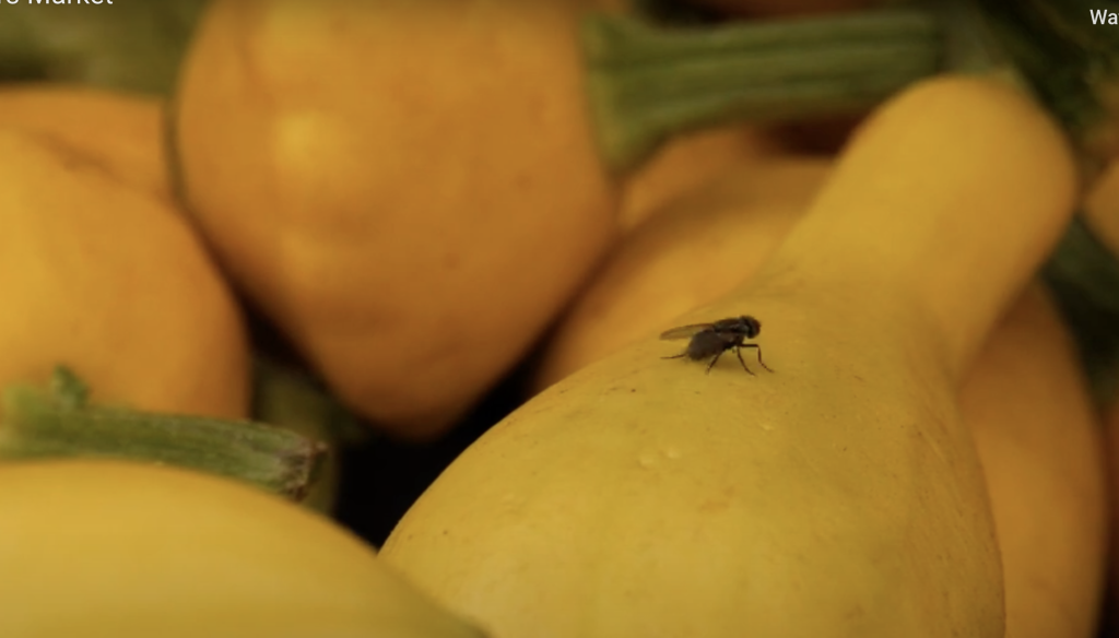College of the Canyons Farmer’s Market protects against Fruit Flies