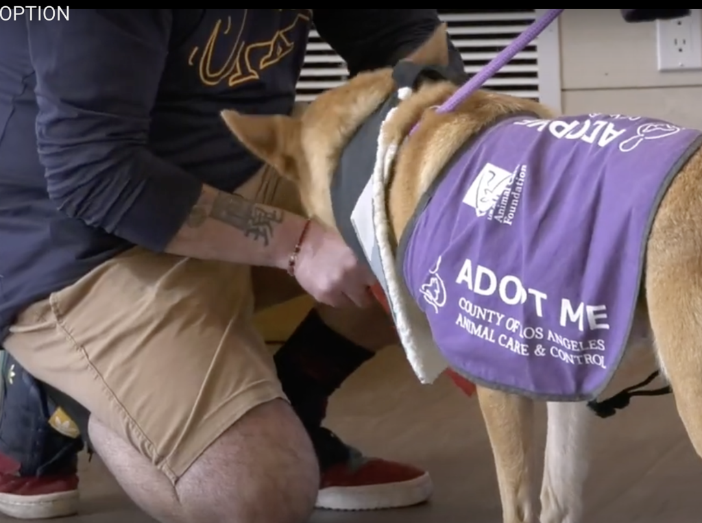 “Pet Adoption Day” was Hosted by the Castaic Animal Care Center