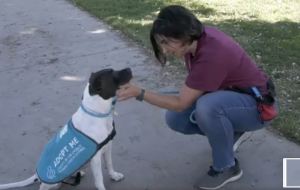Castaic Animal Care Center’s volunteers bond with their four-legged fur friends