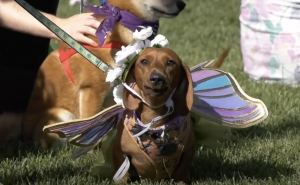 The American Cancer Society honors the bonds between pets and those affected by Cancer