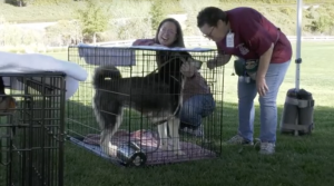 The city and county team up to find good dogs forever homes