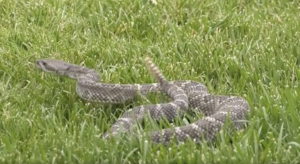 Snake Season’s Here: A program offers training to keep pets safe on the trails