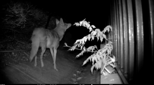 Increased Coyote sightings are raising new concerns for residents