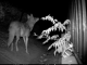 A black-and-white night vision image shows a coyote standing on a path beside a metal fence, looking into the darkness. A plant with light-colored leaves is in the foreground, illuminated by the camera’s infrared light.