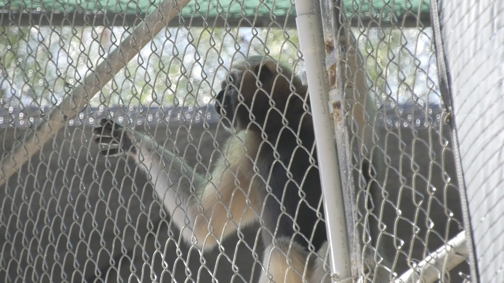 Gibbon Conservation Center safeguards small apes in Santa Clarita for over 50 years