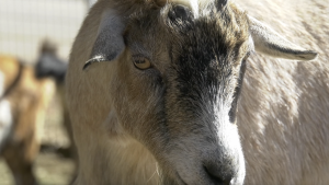 Gilchrist Farm teaches locals how to care for and respect for animals