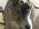 A close-up, slightly low-angle photograph of a light brown and tan goat's head and face. The goat has distinctive black and gray markings around its snout and forehead, with light brown eyes. Its ears are drooping slightly. Another out-of-focus goat is visible in the background to the left.