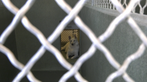 Castaic Animal Care Center holiday season sees spike in dog surrenders
