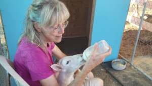 Saving Grace Animal Sanctuary offers safe homes to neglected animals