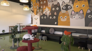 Unique café in Canyon Country helps cats find forever homes