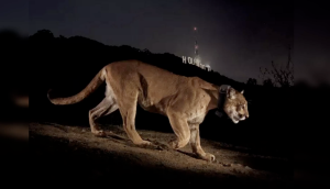 California’s Endangered Species Law update complicates Mountain Lion encounters 