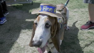 Finn the Therapy Dog and owners bring comfort to the SCV Community