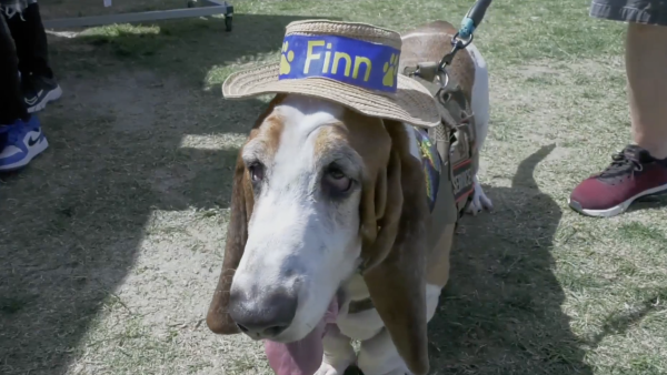 Finn the Therapy Dog and owners bring comfort to the SCV Community