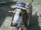 A close-up shot of a Basset Hound standing on a patch of grass and dirt. The dog has characteristic long, drooping ears and a white, tan, and black coat. He is wearing a small straw hat with a blue ribbon that says Finn in yellow letters, flanked by two yellow paw prints. He is also wearing a brown tactical-style service harness with a leash attached. His tongue is slightly lolled out to the side, and his soulful, drooping eyes are looking toward the camera. Parts of people's legs and shoes are visible in the background, suggesting he is in a public outdoor space.