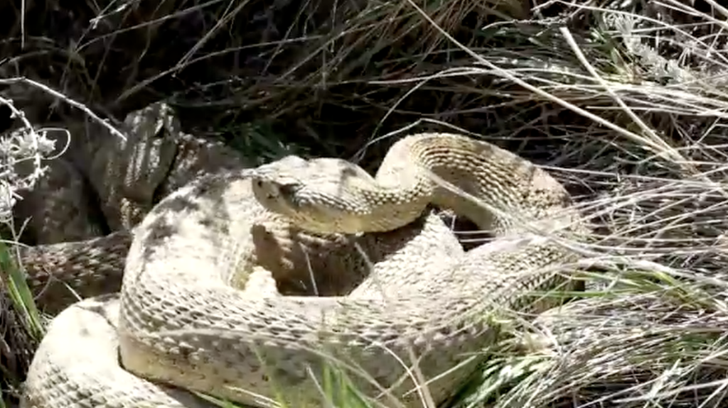 Wildlife officials warn of deadly rattlesnake encounters