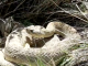 A rattlesnake with tan and cream scales coiled tightly among patches of dry, yellowed grass and green sprouts. Its triangular head is slightly raised, showing its dark eye and distinct facial markings.